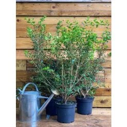 Extra Large 2-3ft Osmanthus Burkwoodii Evergreen Fragrant Plant Shrub In A 5 Litre Pot