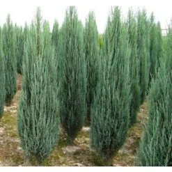 Juniperus The Skyrocket Tree, Rocky Mountain Juniper 3-4ft Tall Supplied In A 7.5 Litre Pot