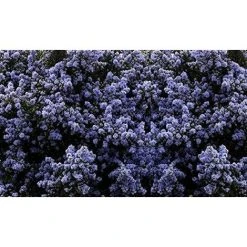Ceanothus Puget Blue Californian Lilac Shrub Large 40-60cm In A 3 Litre Pot
