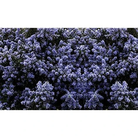 Ceanothus Puget Blue Californian Lilac Shrub Large 40-60cm In A 3 Litre Pot 1 Ceanothus Puget Blue Californian Lilac Shrub Large 40-60cm In A 3 Litre Pot