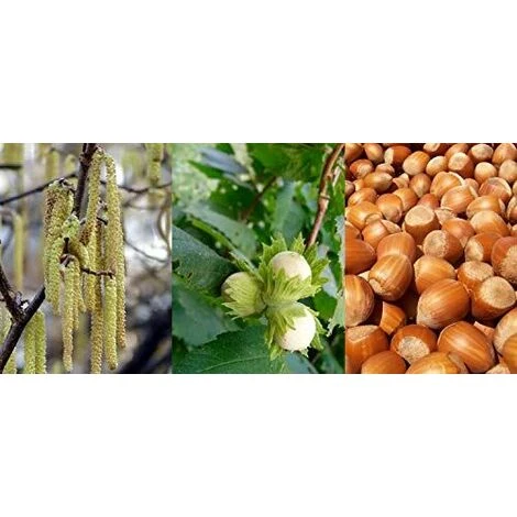 Corylus Avellana Hazelnut Fruit Tree Cobnut 3-4ft Supplied In A 3 Litre Pot 1 Corylus Avellana Hazelnut Fruit Tree Cobnut 3-4ft Supplied In A 3 Litre Pot