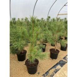 Scot's Pine Tree Pinus Sylvestris Large 2-3ft Supplied In A 5 Litre Pot