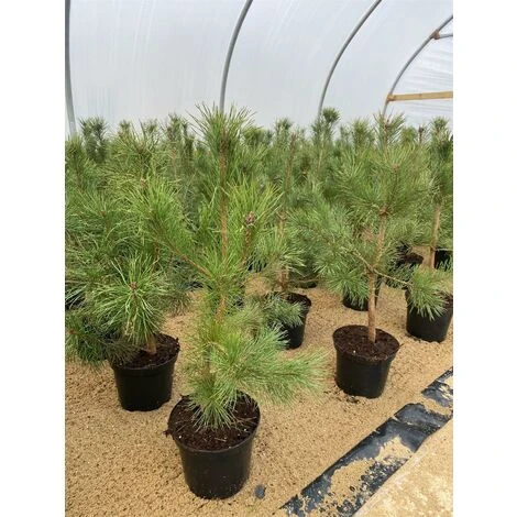 Scot's Pine Tree Pinus Sylvestris Large 2-3ft Supplied In A 5 Litre Pot 1 Scot's Pine Tree Pinus Sylvestris Large 2-3ft Supplied In A 5 Litre Pot