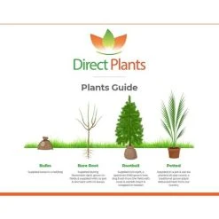 Scot's Pine Tree Pinus Sylvestris Large 2-3ft Supplied In A 5 Litre Pot 7 Scot's Pine Tree Pinus Sylvestris Large 2-3ft Supplied In A 5 Litre Pot -Dwarf Discovery shop 78050790 3