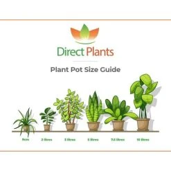 Scot's Pine Tree Pinus Sylvestris Large 2-3ft Supplied In A 5 Litre Pot 8 Scot's Pine Tree Pinus Sylvestris Large 2-3ft Supplied In A 5 Litre Pot -Dwarf Discovery shop 78050790 4