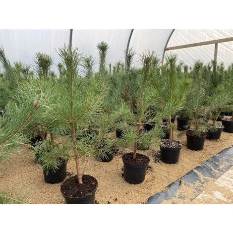 Scot's Pine Tree Pinus Sylvestris Large 2-3ft Supplied In A 3 Litre Pot 1 Scot's Pine Tree Pinus Sylvestris Large 2-3ft Supplied In A 3 Litre Pot