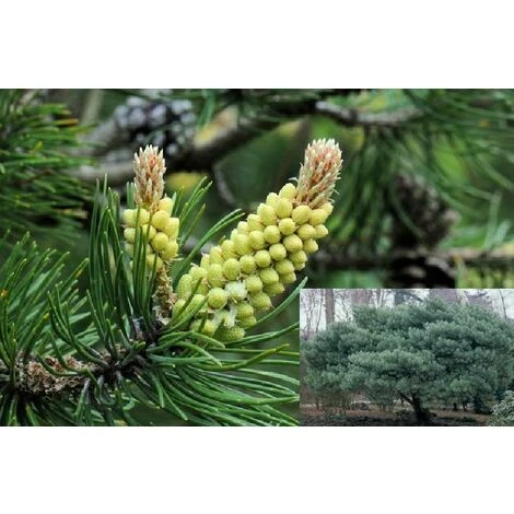 Scot's Pine Tree Pinus Sylvestris Large 2-3ft Supplied In A 3 Litre Pot 2 Scot's Pine Tree Pinus Sylvestris Large 2-3ft Supplied In A 3 Litre Pot - Image 2