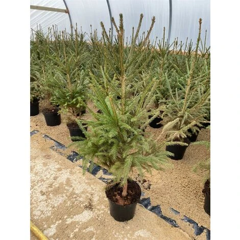 Picea Abies The Norway Spruce Christmas Tree 2.5-3ft Tall In A 5 Litre Pot 1 Picea Abies The Norway Spruce Christmas Tree 2.5-3ft Tall In A 5 Litre Pot