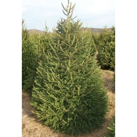 Picea Abies The Norway Spruce Christmas Tree 2.5-3ft Tall In A 5 Litre Pot 2 Picea Abies The Norway Spruce Christmas Tree 2.5-3ft Tall In A 5 Litre Pot - Image 2