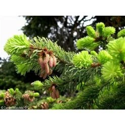 Picea Abies The Norway Spruce Christmas Tree 2.5-3ft Tall In A 5 Litre Pot 7 Picea Abies The Norway Spruce Christmas Tree 2.5-3ft Tall In A 5 Litre Pot -Dwarf Discovery shop 78050813 3