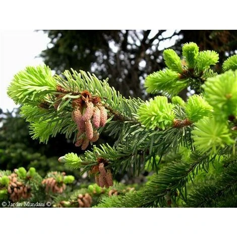 Picea Abies The Norway Spruce Christmas Tree 2.5-3ft Tall In A 5 Litre Pot 3 Picea Abies The Norway Spruce Christmas Tree 2.5-3ft Tall In A 5 Litre Pot - Image 3