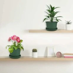 10 Pcs Plant Saucer Plastic Flower Tray Garden Pot Tray Plant Saucer Tray Sturdy And Durable Drip Trays For Water Flower Planters 13xm 7 10 Pcs Plant Saucer Plastic Flower Tray Garden Pot Tray Plant Saucer Tray Sturdy And Durable Drip Trays For Water Flower Planters 13xm -Dwarf Discovery shop 78701876 3