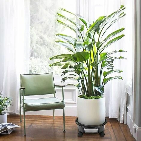 Plant Caddy , BR-Vie Plant Pot Trolley With Brake Wheels, Plastic Planter Roller For Heavy Garden Pot, Plant Pot Stand (Black) 2 Plant Caddy , BR-Vie Plant Pot Trolley With Brake Wheels, Plastic Planter Roller For Heavy Garden Pot, Plant Pot Stand (Black) - Image 2