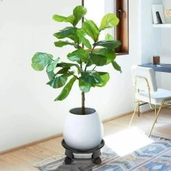 Plant Caddy , BR-Vie Plant Pot Trolley With Brake Wheels, Plastic Planter Roller For Heavy Garden Pot, Plant Pot Stand (Black) 9 Plant Caddy , BR-Vie Plant Pot Trolley With Brake Wheels, Plastic Planter Roller For Heavy Garden Pot, Plant Pot Stand (Black) -Dwarf Discovery shop 85881049 5