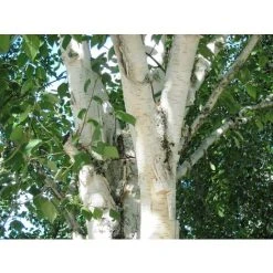 Betula Jacquemontii Snow Queen White Stem Birch Tree 4-5ft Supplied In A 3 Litre Pot
