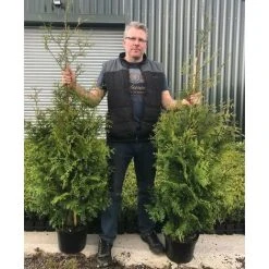 Thuja Plicata Gelderland Western Red Cedar Conifer Tree (Large Specimen) 5ft Tall Supplied In A 10 Litre Pot