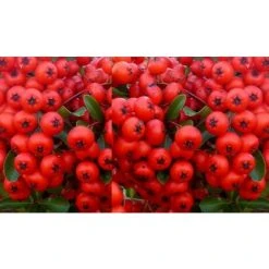 Pyracantha Red Column Hardy Evergreen Shrub Plant 3ft Supplied In A 2 Litre Pot