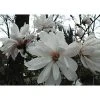 Magnolia Stellata Plant Tree Extra Large 3-4ft Supplied In A 7.5/10 Litre Pot