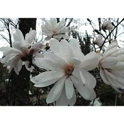 Magnolia Stellata Plant Tree Extra Large 3-4ft Supplied In A 7.5/10 Litre Pot
