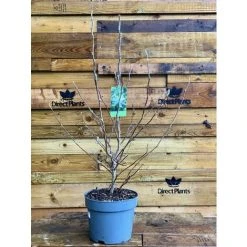 Dwarf Discovery shop -Dwarf Discovery shop 89388893 2