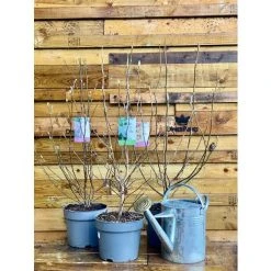 Magnolia Stellata Plant Tree Extra Large 3-4ft Supplied In A 7.5/10 Litre Pot -Dwarf Discovery shop 89388893 3