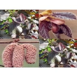 Corylus Maxima Purpurea Purple Hazelnut Tree Bush 3-4ft Extra Large Supplied In A 7.5 Litre Pot