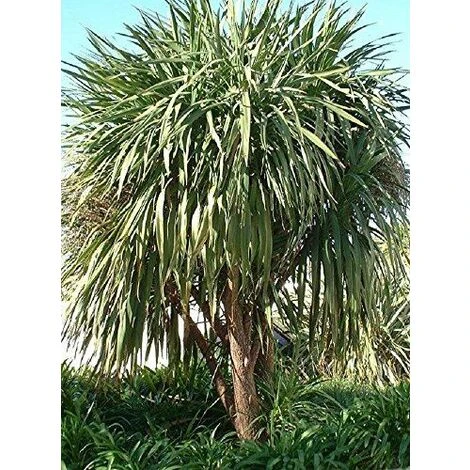 Cordyline Australis Atlantic Green Palm Large Plant 50-60cm Supplied In A 3 Litre Pot 1 Cordyline Australis Atlantic Green Palm Large Plant 50-60cm Supplied In A 3 Litre Pot