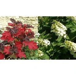 Hydrangea Quercifolia Snow Queen 2-3ft Large Supplied In A 3 Litre Pot