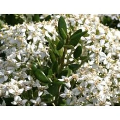 Olearia Haastii Daisy Bush Large 40-50cm Evergreen Flowering Shrub Plant Supplied In A 3 Litre Pot