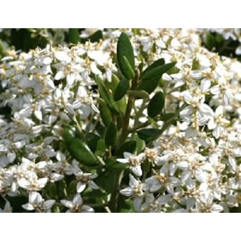 Olearia Haastii Daisy Bush Large 40-50cm Evergreen Flowering Shrub Plant Supplied In A 3 Litre Pot 1 Olearia Haastii Daisy Bush Large 40-50cm Evergreen Flowering Shrub Plant Supplied In A 3 Litre Pot
