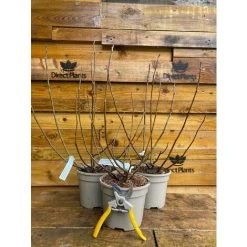 Extra Large Patio Ficus Little Mis Figgy Fig Tree Fruit Plant Supplied In A 3 Litre Pot