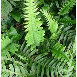 Hardy Fern Polypodium Vulgare Plant 20-30cm Supplied In A 2/3 Litre Pot