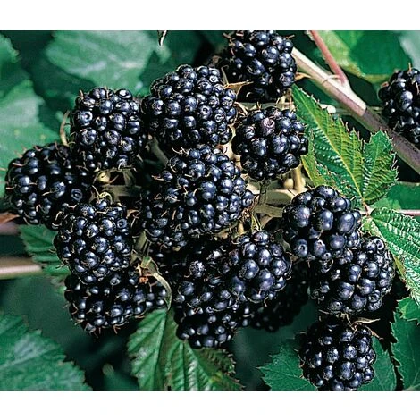 BlackBerry Chester Thornless Fruit Plant 1-2ft Supplied In A 2/3 Litre Pot 1 BlackBerry Chester Thornless Fruit Plant 1-2ft Supplied In A 2/3 Litre Pot