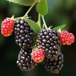 Merton Thornless Blackberry Fruit Plant Large 1-2ft Supplied In A 2/3 Litre Pot