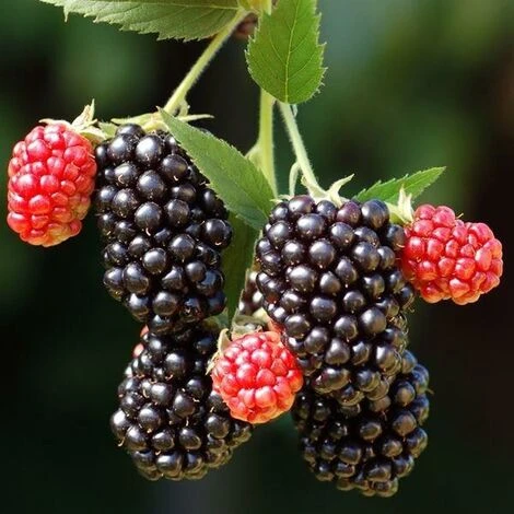 Merton Thornless Blackberry Fruit Plant Large 1-2ft Supplied In A 2/3 Litre Pot 1 Merton Thornless Blackberry Fruit Plant Large 1-2ft Supplied In A 2/3 Litre Pot
