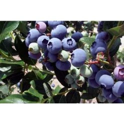 Vaccinium Corymbosum Duke Blueberry Bush Fruit Plant Large Supplied In A 2 Litre Pot