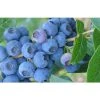 Vaccinium Corymbosum Bluecrop Blueberry Bush Fruit Plant Large Supplied In A 2 Litre Pot