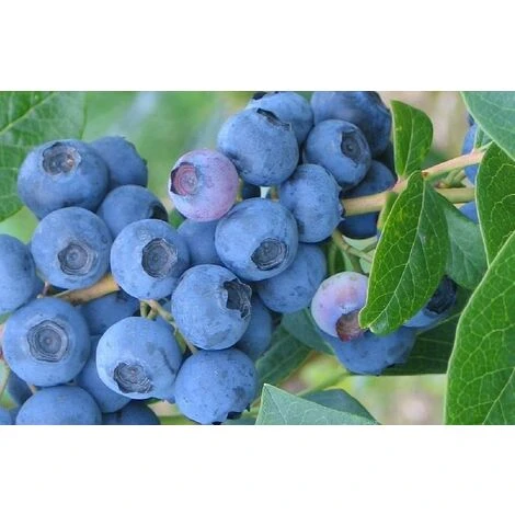 Vaccinium Corymbosum Bluecrop Blueberry Bush Fruit Plant Large Supplied In A 2 Litre Pot 1 Vaccinium Corymbosum Bluecrop Blueberry Bush Fruit Plant Large Supplied In A 2 Litre Pot