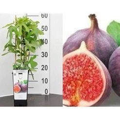 Ficus Fig Rouge De Bordeaux Fruit Tree Plant 30-50cm Supplied In A 2/3 Litre Pot