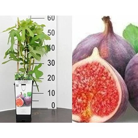 Ficus Fig Rouge De Bordeaux Fruit Tree Plant 30-50cm Supplied In A 2/3 Litre Pot 1 Ficus Fig Rouge De Bordeaux Fruit Tree Plant 30-50cm Supplied In A 2/3 Litre Pot