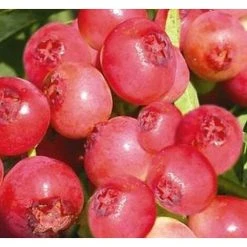 Blueberry Vaccinium Corymbosum Pink Berry Bush Fruit Plant Large Supplied In A 2 Litre Pot