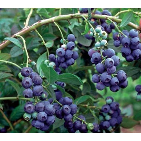 Vaccinium Corymbosum North County Blueberry Bush Fruit Plant Large Supplied In A 2 Litre Pot 1 Vaccinium Corymbosum North County Blueberry Bush Fruit Plant Large Supplied In A 2 Litre Pot