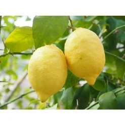 Citrus Lemon Toscane Fruit Tree Plant 60-70cm Supplied In A 2 Litre Pot