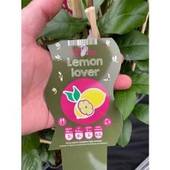 Citrus Lemon Toscane Fruit Tree Plant 60-70cm Supplied In A 2 Litre Pot -Dwarf Discovery shop 90486166 3