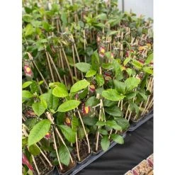 Citrus Lemon Toscane Fruit Tree Plant 60-70cm Supplied In A 2 Litre Pot -Dwarf Discovery shop 90486166 4