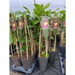 Citrus Lemon Toscane Fruit Tree Plant 60-70cm Supplied In A 2 Litre Pot -Dwarf Discovery shop 90486166 5