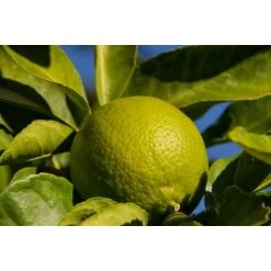 Citrus Lime Verde Edible Fruit Tree Plant 60-70cm Supplied In A 2 Litre Pot