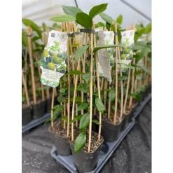 Citrus Lime Verde Edible Fruit Tree Plant 60-70cm Supplied In A 2 Litre Pot -Dwarf Discovery shop 90486168 3