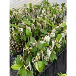 Citrus Lime Verde Edible Fruit Tree Plant 60-70cm Supplied In A 2 Litre Pot -Dwarf Discovery shop 90486168 4