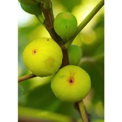 Ficus Bianco White Fig Tree 5-6ft Tall Extra Large Supplied In A 10 Litre Pot